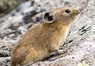 エゾナキウサギ