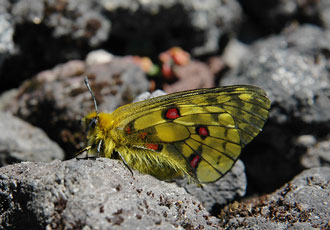 ウスバキチョウ