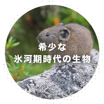 希少な氷河期時代の生物