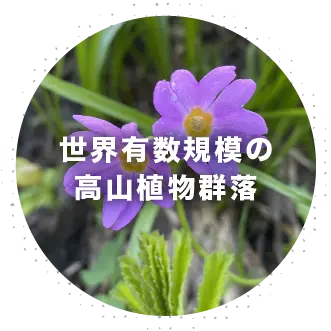 世界有数規模の高山植物群落