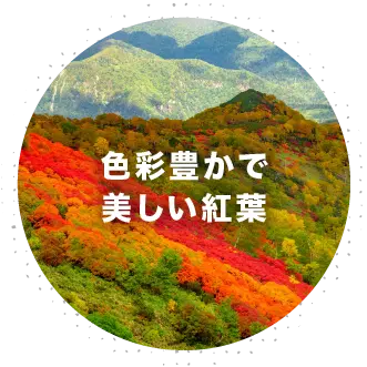 色彩豊かで美しい紅葉